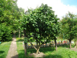 A/I/2025/0030 - 